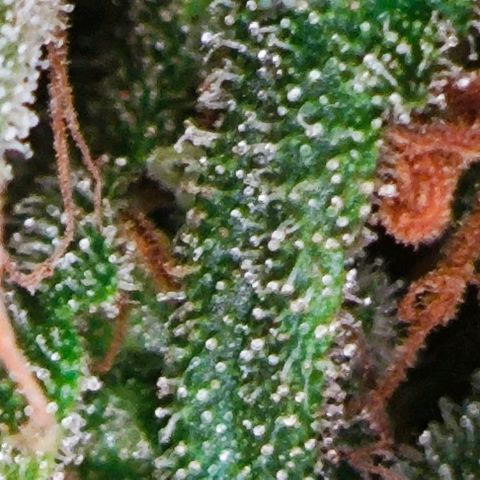 Green Crack CBD growlog timeline photo