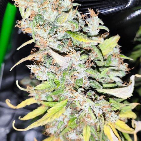 Green Crack CBD growlog timeline photo