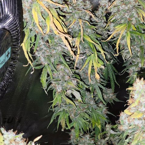 Green Crack CBD growlog timeline photo
