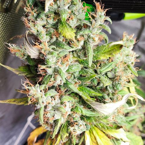 Green Crack CBD growlog timeline photo