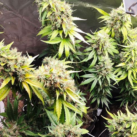 Green Crack CBD growlog timeline photo