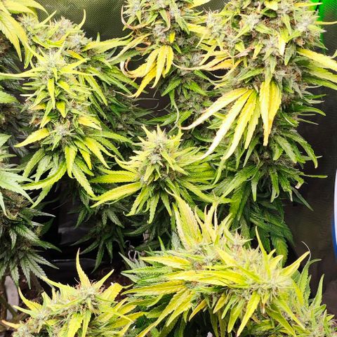 Green Crack CBD growlog timeline photo
