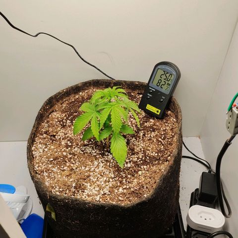 MAK OG AUTO - Pure Instinto growlog timeline photo