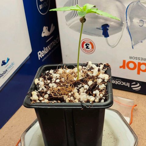 MAK OG AUTO - Pure Instinto growlog timeline photo