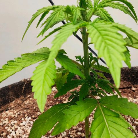 MAK OG AUTO - Pure Instinto growlog timeline photo