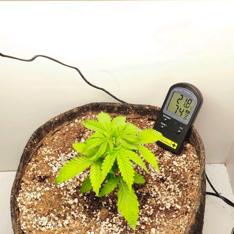 MAK OG AUTO - Pure Instinto growlog timeline photo