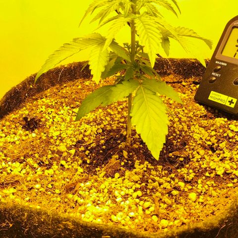 MAK OG AUTO - Pure Instinto growlog timeline photo