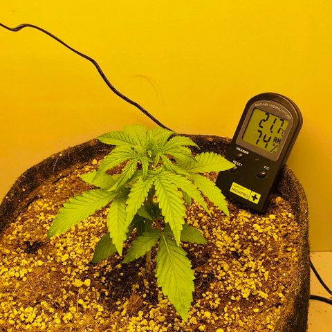 MAK OG AUTO - Pure Instinto growlog timeline photo