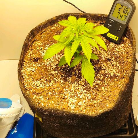MAK OG AUTO - Pure Instinto growlog timeline photo