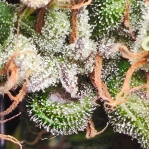 Green Crack CBD growlog timeline photo