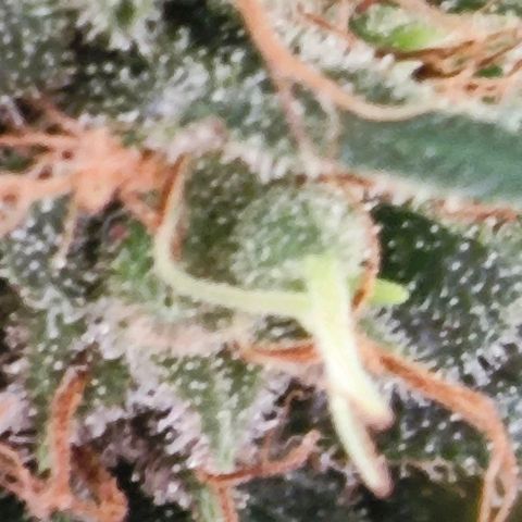 Green Crack CBD growlog timeline photo
