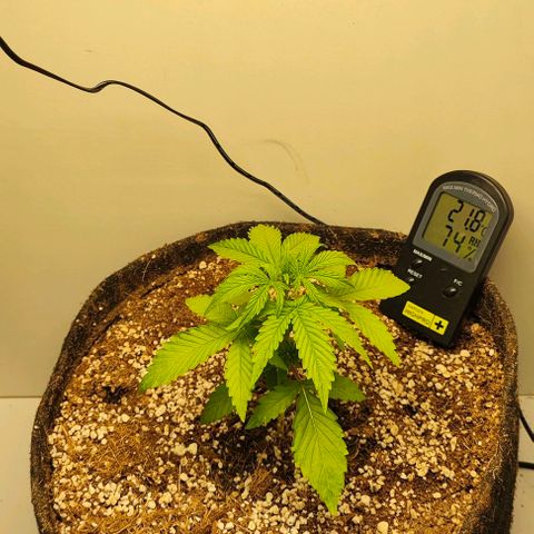 MAK OG AUTO - Pure Instinto growlog timeline photo