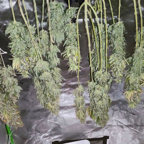 Green Crack CBD growlog timeline photo