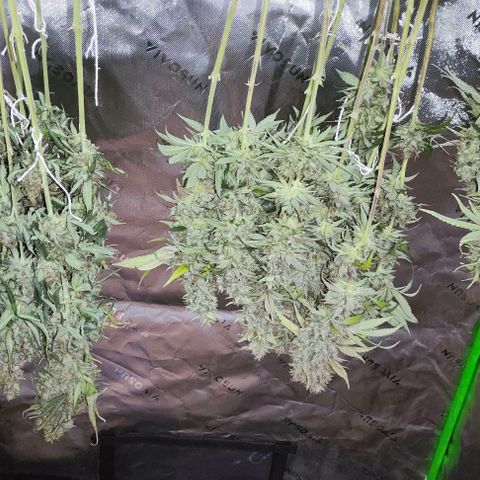 Green Crack CBD growlog timeline photo