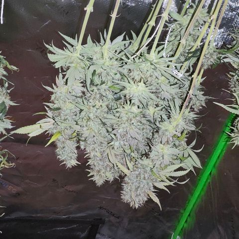 Green Crack CBD growlog timeline photo