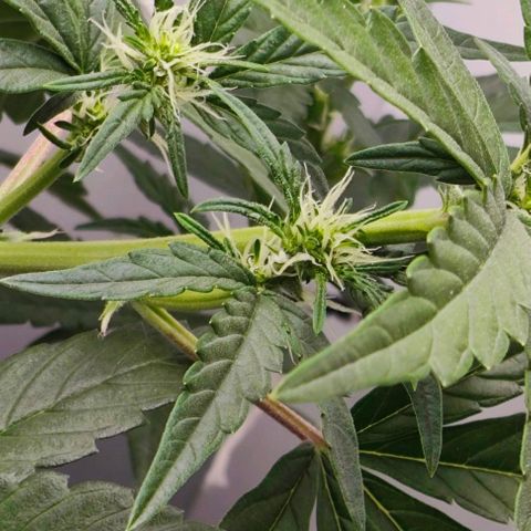 MAK OG AUTO - Pure Instinto growlog timeline photo