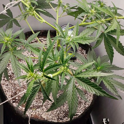 MAK OG AUTO - Pure Instinto growlog timeline photo