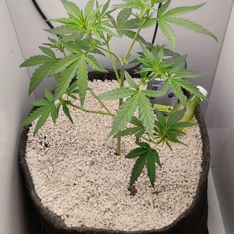 MAK OG AUTO - Pure Instinto growlog timeline photo