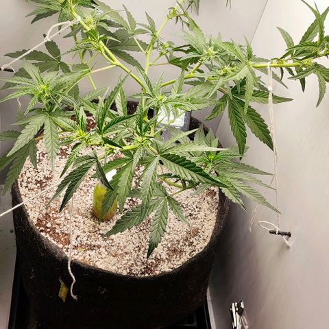 MAK OG AUTO - Pure Instinto growlog timeline photo