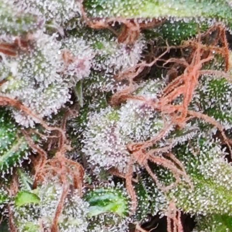 Green Crack CBD growlog timeline photo