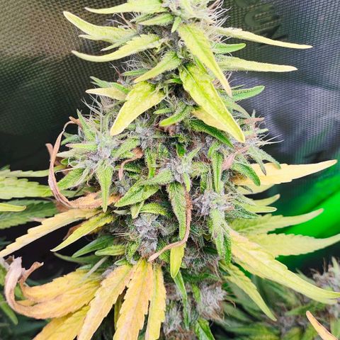 Green Crack CBD growlog timeline photo
