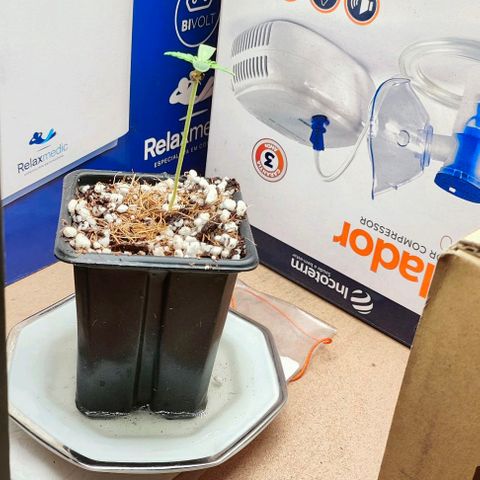 MAK OG AUTO - Pure Instinto growlog timeline photo