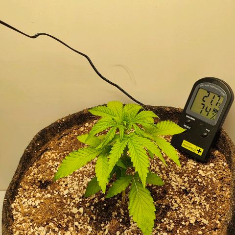 MAK OG AUTO - Pure Instinto growlog timeline photo