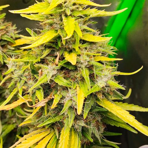 Green Crack CBD growlog timeline photo