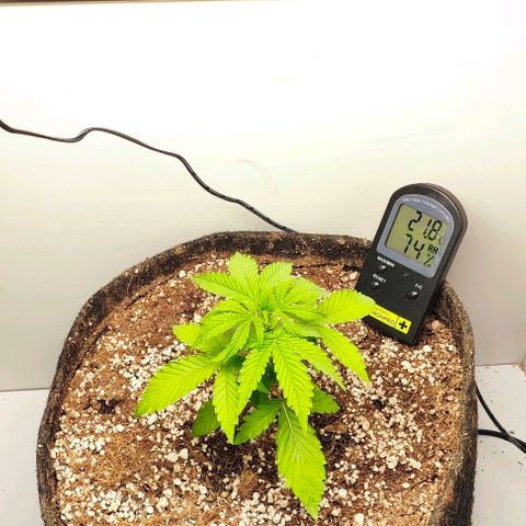 MAK OG AUTO - Pure Instinto growlog timeline photo