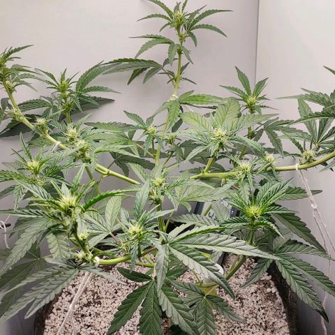 MAK OG AUTO - Pure Instinto growlog timeline photo