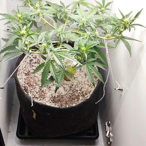MAK OG AUTO - Pure Instinto growlog timeline photo