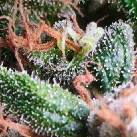 Green Crack CBD growlog timeline photo