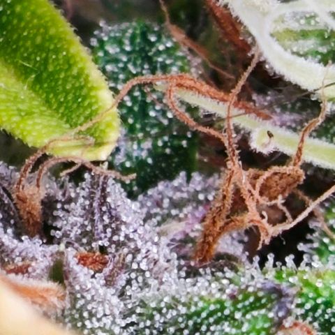 Green Crack CBD growlog timeline photo