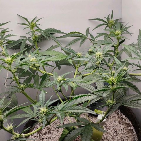 MAK OG AUTO - Pure Instinto growlog timeline photo
