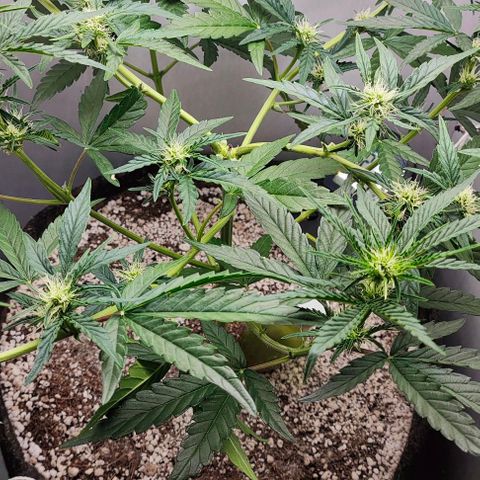 MAK OG AUTO - Pure Instinto growlog timeline photo