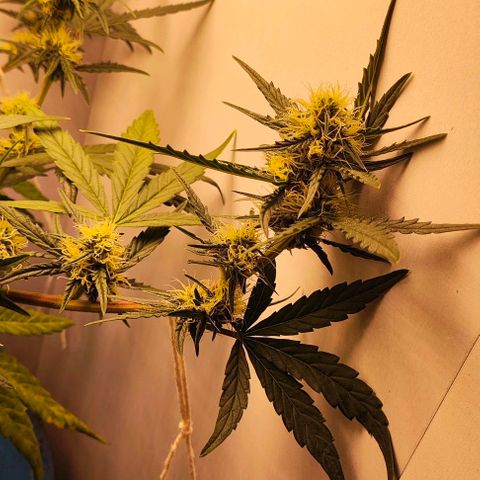 MAK OG AUTO - Pure Instinto growlog timeline photo