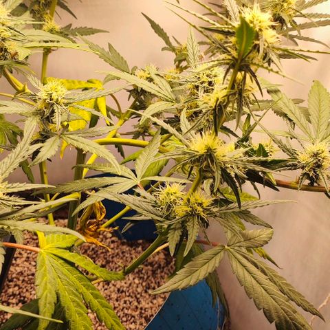 MAK OG AUTO - Pure Instinto growlog timeline photo
