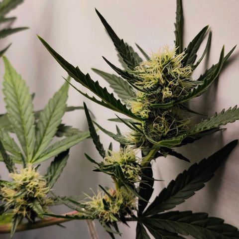 Green Crack CBD growlog timeline photo