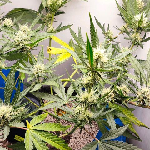 Green Crack CBD growlog timeline photo