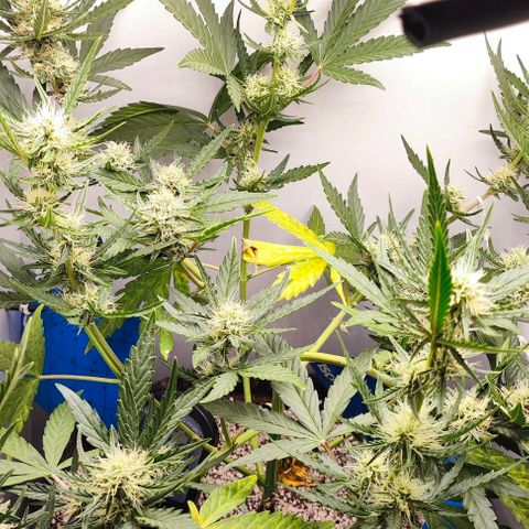Green Crack CBD growlog timeline photo