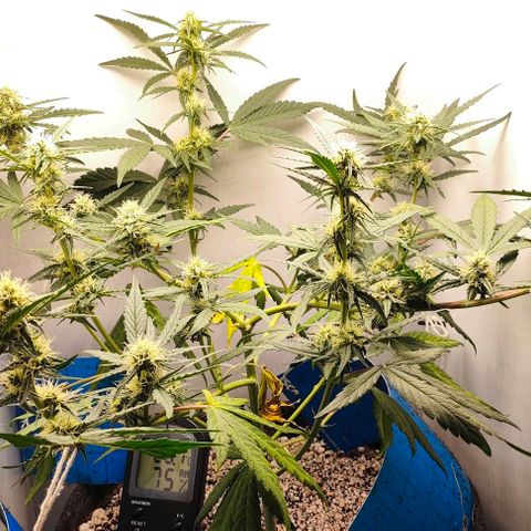 Green Crack CBD growlog timeline photo