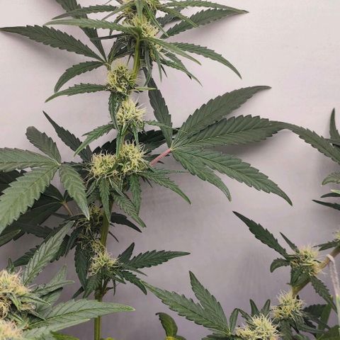 Green Crack CBD growlog timeline photo