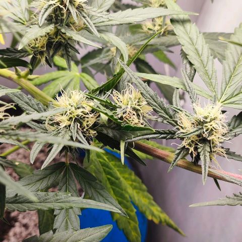 Green Crack CBD growlog timeline photo