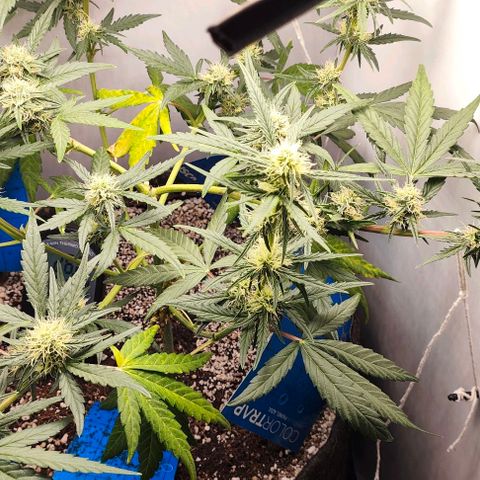 Green Crack CBD growlog timeline photo