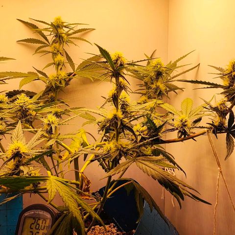 Green Crack CBD growlog timeline photo