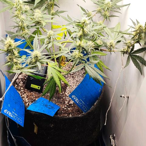 Green Crack CBD growlog timeline photo