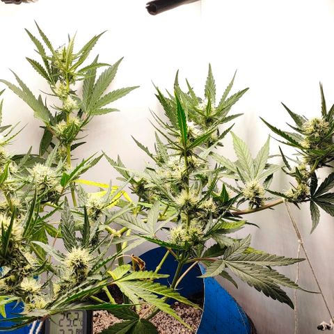 MAK OG AUTO - Pure Instinto growlog timeline photo