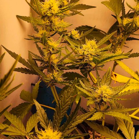 MAK OG AUTO - Pure Instinto growlog timeline photo
