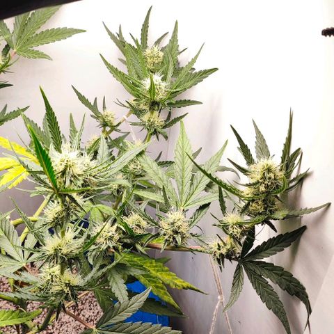 MAK OG AUTO - Pure Instinto growlog timeline photo