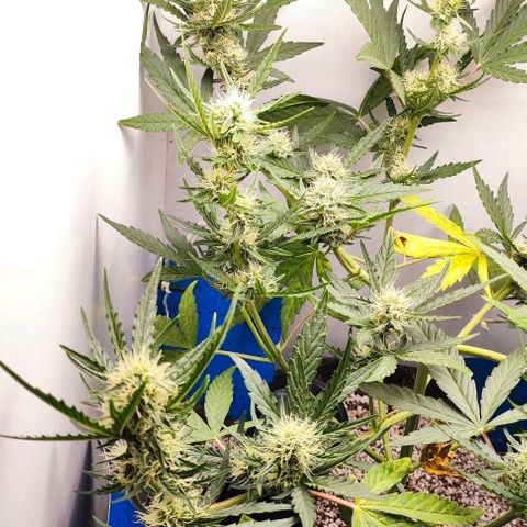 MAK OG AUTO - Pure Instinto growlog timeline photo